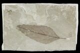 Fossil Leaf (Fraxinus)- Green River Formation, Utah #110391-1